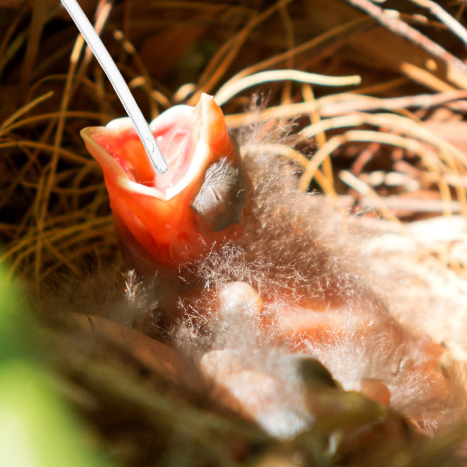 10 Stück transparente Fütterun – Baby Food Youtube Bewertung und Preis